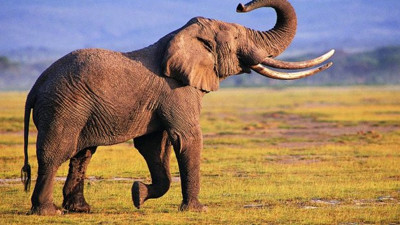 Kanserin tedavisi fillerin genetiğinde saklı olabilir