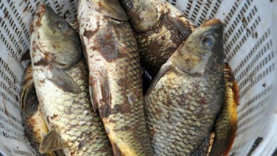 Nehirdeki ölü balıkları evlerine götürdüler