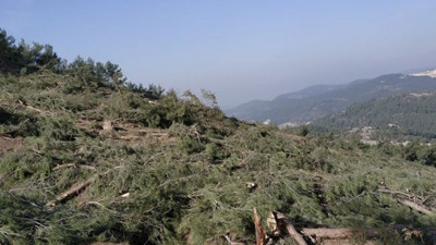 Kaz Dağları'nda yeni ağaç katliamı