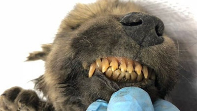 Bilim dünyası ikiye ayrıldı: Köpek mi kurt mu?