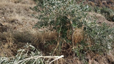 Yüzlerce zeytin ağacı böyle talan edildi