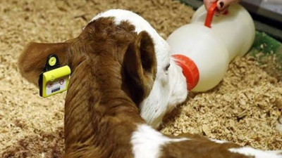 Hayvanların sağlığı artık cepten takip edilecek