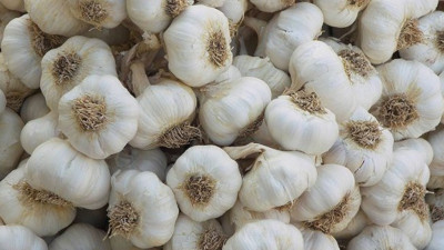 Sarımsak Sudan'dan gelecek!