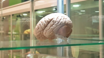 Beyin implantları ile hafızayı güçlendirmek mümkün!