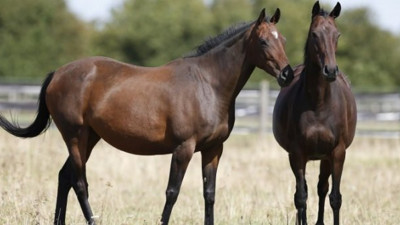 Sudan'dan at eti ithal edilecek!