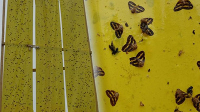 Vampir kelebekle mücadele için yerli bulundu