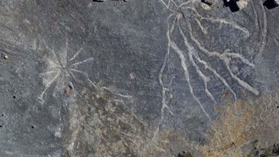 Dünyanın en eski ormanı New York'ta bulundu