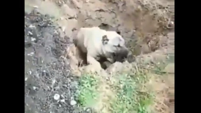 Hatay'daki vahşet sosyal medyayı ayağa kaldırdı