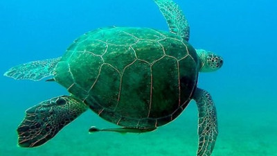 Nesli tükenme tehlikesinde! Yumurtaları çalındı!