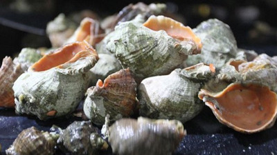 İlkel insanlar deniz kabularından alet yapmışlar!