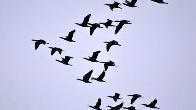 Veterinerlerden uyarı: 'Ölü kuşlara dokunmayın'