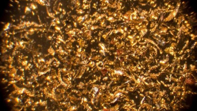 Bakterilerle yüzde 99 saflığında altın üretildi!