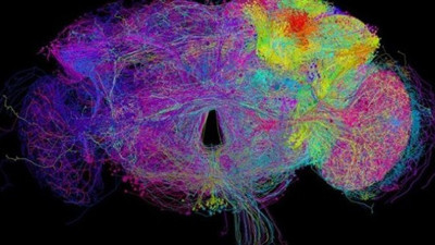 En kapsamlı beyin taraması yayınlandı