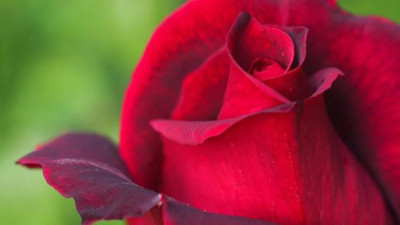 Gül kokusu öğrenme gücünü artırıyor