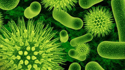 Coronavirüsün akciğerde nasıl yayıldığı görüntülendi