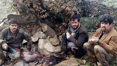 'Eti şifalı' diye kirpi avlayan Suriyelilere para cezası