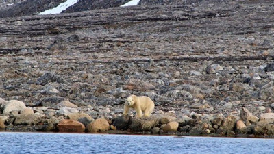 Antartika'da rekor! Kutup bölgeleri hızla ısınıyor