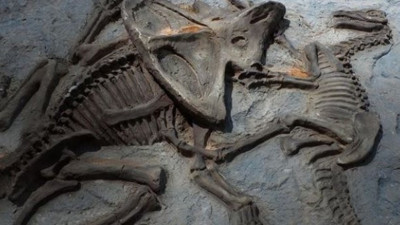 66 milyon yıllık dinozor fosilinde kanser teşhisi!