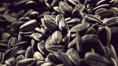 Çekirdeğe coronavirüs darbesi