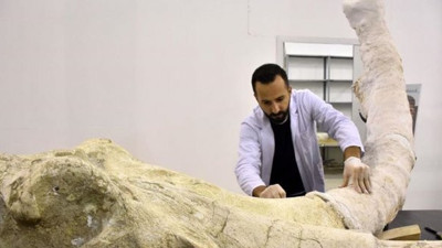 7,5 milyon yıllık fosiller sergiye hazırlanıyor