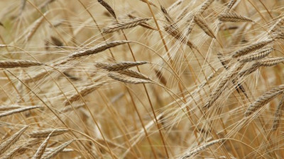 Suriye'den 20 bin ton hububat ithal edilecek