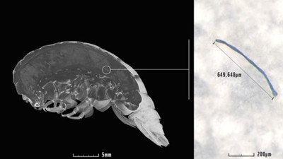 Deniz canlısında plastik bulundu