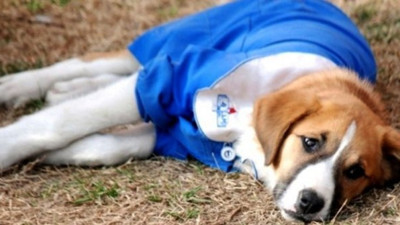 Fındık Köpek’in ölüm nedeni olan köpek gençlik hastalığı nedir? Gençlik hastalığı belirtileri nelerdir?