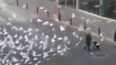 İnsanlar eve kapanınca güvercinler aç kaldı!