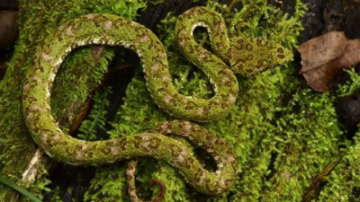 Yağmur ormanlarındaki gizli şehrin bilinmeyen canlıları!