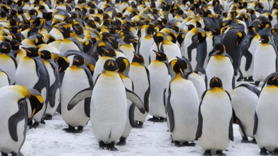 Yaklaşık bir milyon kral penguen iz bırakmadan kayboldu