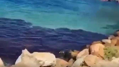 Kaçan köpek balığı da... Kovalayan hangi balık