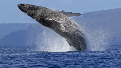 Tüm zamanların en büyük canlısı: Sadece kalbi 180 kilo