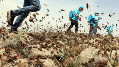 Birleşmiş Milletler, çekirge istilası uyarısında bulundu