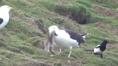 Kara sırtlı martı tavşanı tek hamlede yuttu