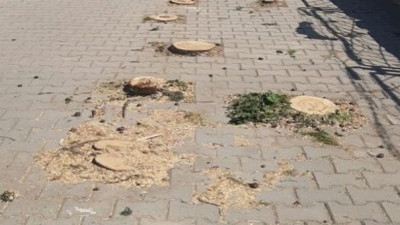 'Karesi Kaymakamının evine kapı açmak için ağaç kesildi' iddiası