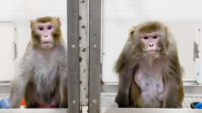 Maymunlara bilinçli olarak virüs bulaştırıldı: Koronaya iyi gelen ilaç 12 saatte iyileştirdi