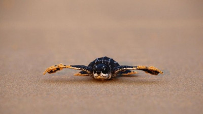 Kaplumbağalar 20 yıl sonra yuvarlarına geri döndü