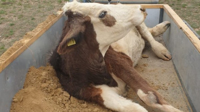 Hamile ineğe film gibi kurtarma operasyonu