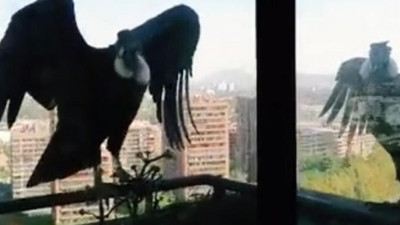 Korona günlerinde kabus pencereye kondu!