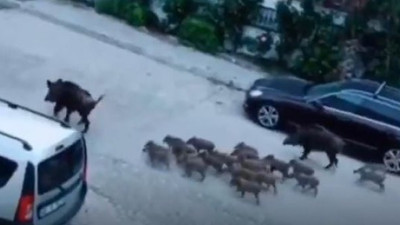 Marmaris'te domuz dehşeti: Pencereden gören dondu kaldı