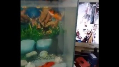 İş yerindeki akvaryum balıklarına yem vermek için Trabzon Emniyeti'nden böyle yardım istedi