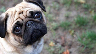 ABD'de evcil köpekte korona virüs tespit edildi