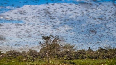 20 katı daha büyük! Dünyayı bekleyen büyük tehlike: Locust- 19