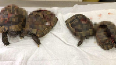 Alanya'daki kaplumbağa vahşetinde kan donduran ifadeler!