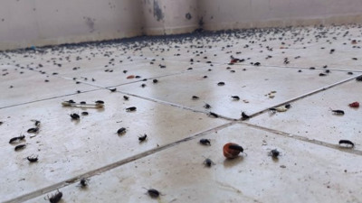 Gercüş'te evin balkonunu kara böcekler bastı