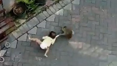 Maymun, çocuk kaçırmaya çalıştı