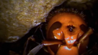 2020'nin yeni kabusu ilk kez ortaya çıktı