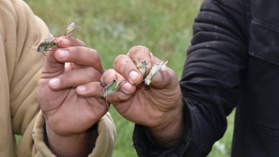 Çekirge istilası İzmir'de görüldü: Tüm mahsulleri yemeye başladılar