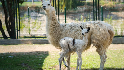 Korona aşısı için yeni umut: O hayvanda bulunan antikor, koronayı engelliyor