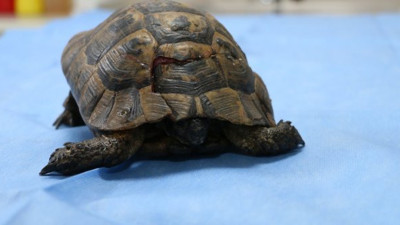 Kabuğu kırılmış halde bulundu, kemik çimentosu ile müdahale edildi